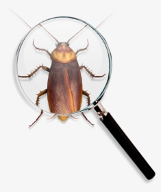 Roach Find - Longhorn Beetle, HD Png Download, Transparent PNG