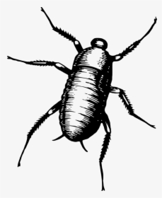 Blister Beetles,oriental Cockroach,darkling Beetles - Bug Gif Png, Transparent Png, Transparent PNG