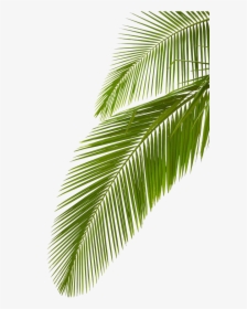 Clip Art Arecaceae Leaf Stock Photography - Transparent Background Palm Leaves, HD Png Download, Transparent PNG
