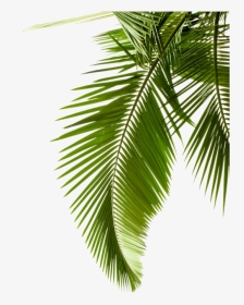 Plant Leaf Photography Tree Arecaceae Palm Leaves Clipart - Palm Leaf Transparent Background, HD Png Download, Transparent PNG