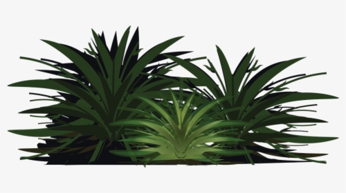 Palm Tree, Wood, Paper, Leaves, Plant, Bush, Foliage - Sabal Palmetto, HD Png Download, Transparent PNG