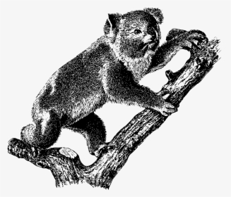 Koala 2 Clip Arts - Arboreal Animals Black And White, HD Png Download, Transparent PNG