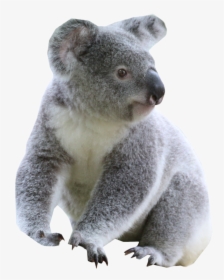 Koala Png Transparent, Png Download, Transparent PNG