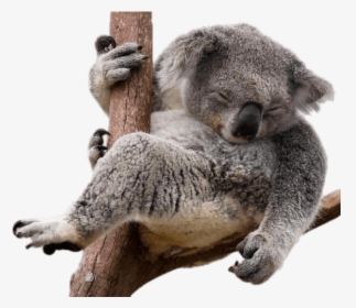 Koala Bear Sloth - Koala Png, Transparent Png, Transparent PNG