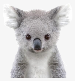 Koala Png Free Pic - Baby Koala Black And White, Transparent Png, Transparent PNG