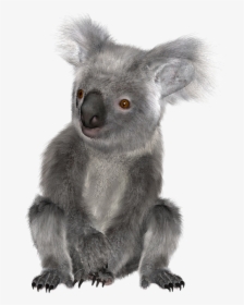 Download Koala Png Transparent Images Transparent Backgrounds - Koala Png, Png Download, Transparent PNG