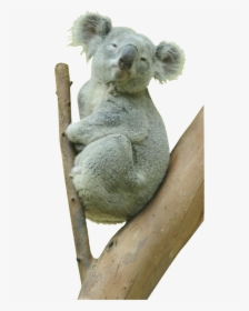 High Resolution Koala Bear, HD Png Download, Transparent PNG