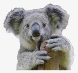 Koala bear isolated on transparent background . AI Generated 27246831 PNG
