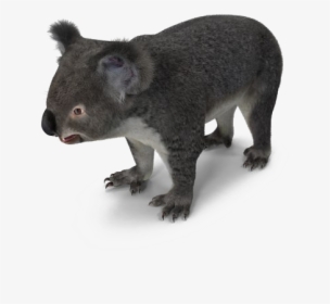 Koala, HD Png Download, Transparent PNG