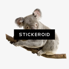 Koala Transparent Background , Png Download - Koala White Background, Png Download, Transparent PNG