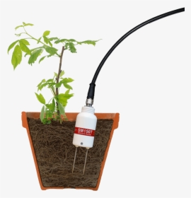 Sm150t Soil Moisture Sensor In Raspberry Plant Pot - Soil Moisture Sensor In Pot, HD Png Download, Transparent PNG