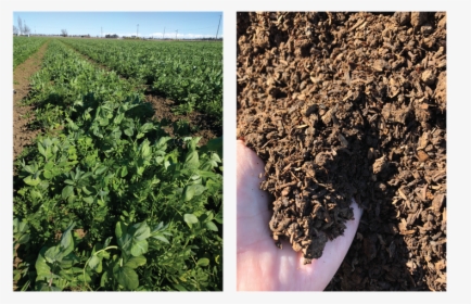 Side By Side Of Plants And Soil - Cash Crop, HD Png Download, Transparent PNG