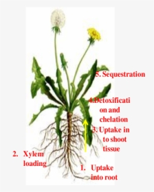 Different Pathways Of Metal Uptake And Detoxification - Diagram Of Dandelion Plant, HD Png Download, Transparent PNG