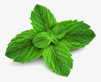 Peppermint Png Free Download - Peppermint Png, Transparent Png, Transparent PNG