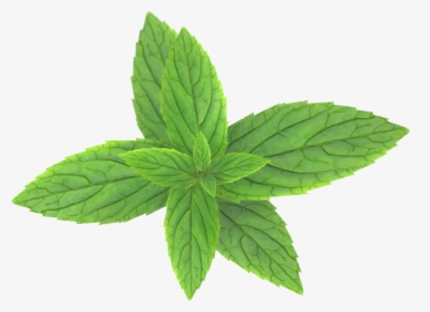 Pepermint Png - Peppermint Leaf Transparent Background, Png Download, Transparent PNG