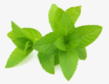 Mint Png Hd Quality - Peppermint Extract, Transparent Png, Transparent PNG