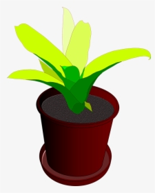 Animated Plant In Pot, HD Png Download, Transparent PNG