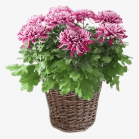 Potted Pink Chrysanthemum - Plante D Énergie Positive, HD Png Download, Transparent PNG