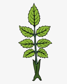 Free Vector Mint Branch Clip Art - Draw A Mint Plant, HD Png Download, Transparent PNG