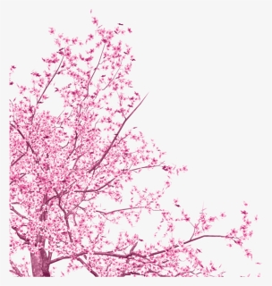 Transparent Sakura Tree Png - Transparent Cherry Blossom Vector, Png Download, Transparent PNG
