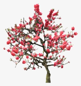 Transparent Cherry Blossom Tree Png - University Of Maryland University College, Png Download, Transparent PNG