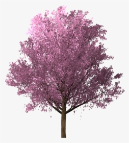 Sakura, Cherry Blossom, Pink, Spring, Tree, Blossom - Arvore Rosa Png, Transparent Png, Transparent PNG