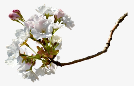 Branch, Cherry Blossom, Cherry Tree, Cherry Branche - Miroslav Dolenec Dravski Moja Podravina, HD Png Download, Transparent PNG