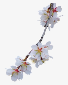 Cherry-blossom - White Flower Branch Transparent, HD Png Download, Transparent PNG