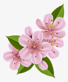 Cherry Blossom Flower Clipart, HD Png Download, Transparent PNG