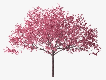 Cherry Blossom Tree Png, Transparent Png, Transparent PNG