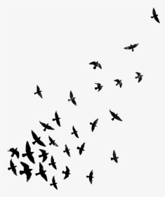 #birds #bird #blackandwhite #dispersion #dispersioneffect - Png Effects For Picsart, Transparent Png, Transparent PNG