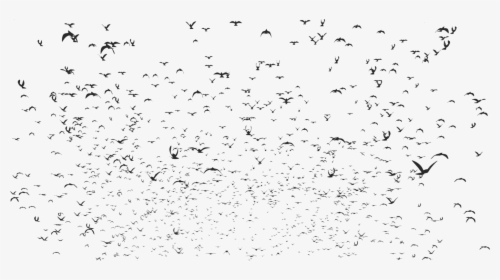 Flock,bird Migration,animal Migration - Bird, HD Png Download, Transparent PNG