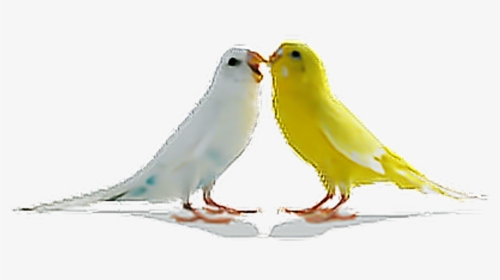 Birds Parrots Bird Tumblr Ftestickers - Png Hd Download Birds, Transparent Png, Transparent PNG