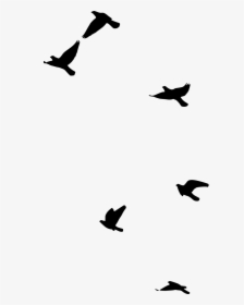 8 Bird Silhouette, HD Png Download, Transparent PNG