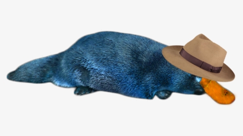 Perry The Platypus In Reallife Png Image - Perry The Platypus Png, Transparent Png, Transparent PNG