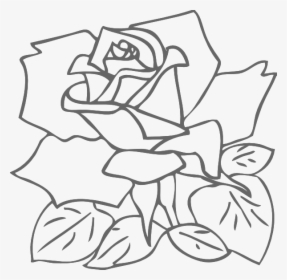 Rose Drawing Pink Clip Art - White Rose Outline Png, Transparent Png, Transparent PNG