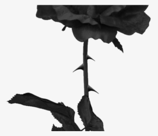 Tumblr Roseblackrose Black Grunge Edgy - Dark Rose, HD Png Download, Transparent PNG
