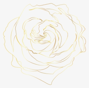 #gold #golden #goldroses #goldrose #goldenroses #goldenrose - Floribunda, HD Png Download, Transparent PNG
