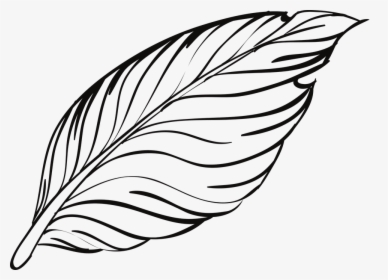 Rose Drawing Outline 17, Buy Clip Art - Feather Outline, HD Png Download, Transparent PNG