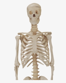 Skeleton-skull - Skeleton Body Transparent Background, HD Png Download, Transparent PNG