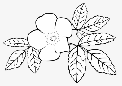 Coloring Book Flower Jasminum Grandiflorum Jasminum - กราฟฟิก ดอกไม้ ขาว ดำ, HD Png Download, Transparent PNG
