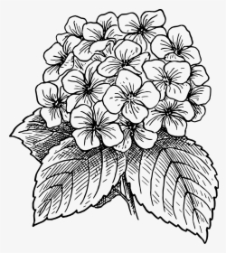 Outline Drawing Of A Big Flower Blossom - Hydrangea Clipart, HD Png Download, Transparent PNG