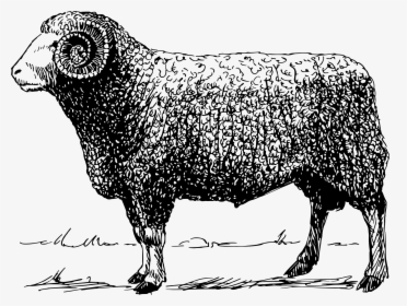 Mammal Clipart Ram - Ram Vector, HD Png Download, Transparent PNG