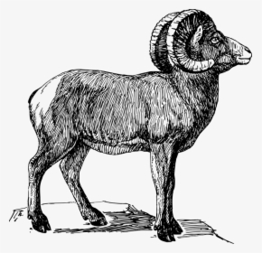 Ram Animal Png - Bighorn Sheep Drawing, Transparent Png, Transparent PNG