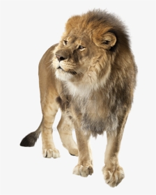 Transparent Angry Lion Png - Lion Angry Png, Png Download, Transparent PNG
