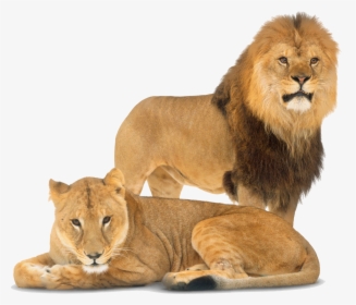 Transparent Lion - Dorling Kindersley Big Cats Book, HD Png Download, Transparent PNG