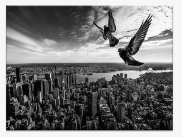 Pigeons On The Empire State Building - Monochrome, HD Png Download, Transparent PNG