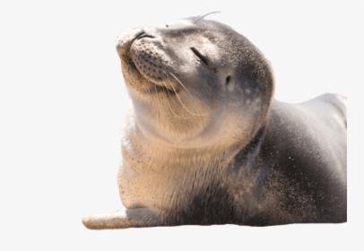 Transparent Seal Animal Png - Steller Sea Lion Transparant, Png Download, Transparent PNG