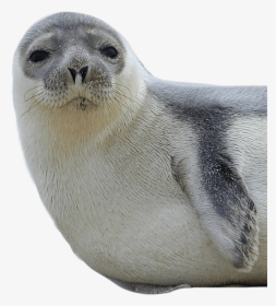 Download Harbor Seal Png Transparent Images Transparent - New Hampshire State Sea Animal, Png Download, Transparent PNG
