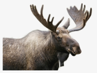 Moose Png Image - Moose In Stowe Vermont, Transparent Png, Transparent PNG